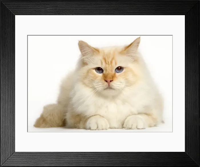 Framed Print : Cat - Birman Framed Print : Cat - Birman