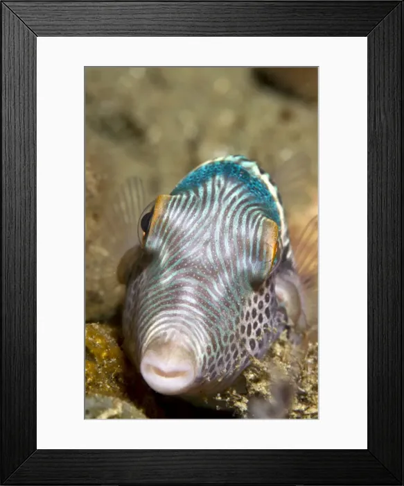 Framed Print : Black-saddled Toby - Indonesia Framed Print : Black-saddled Toby - Indonesia