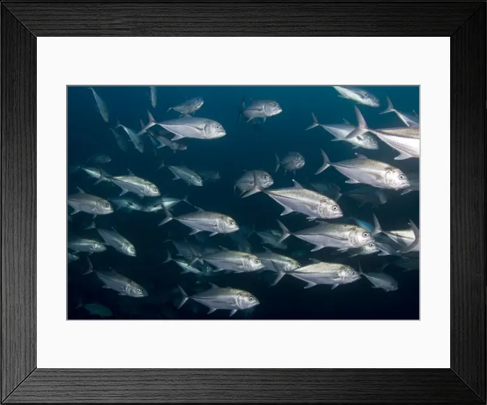 Framed Print : Bigeye Trevally - Maldives Framed Print : Bigeye Trevally - Maldives