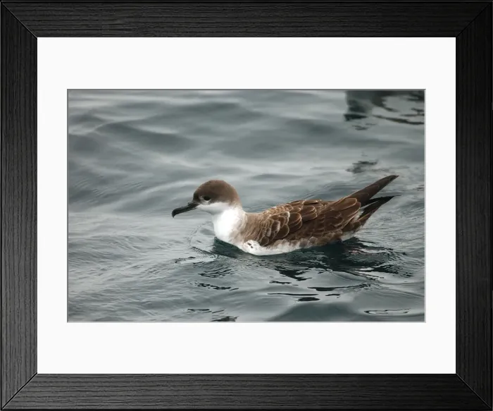 Framed Print : Great Shearwater RES 280 On water Puffinus gravis © George Reszeter / ardea. com Framed Print : Great Shearwater RES 280 On water Puffinus gravis © George Reszeter / ardea. com