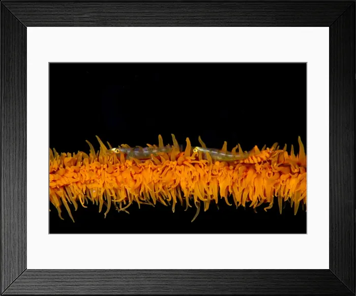Framed Print : Two Wire Coral Gobies and a Zanzibar Shrimp (Dasycaris zanzibarica) on a spiral coral - Indonesia Framed Print : Two Wire Coral Gobies and a Zanzibar Shrimp (Dasycaris zanzibarica) on a spiral coral - Indonesia