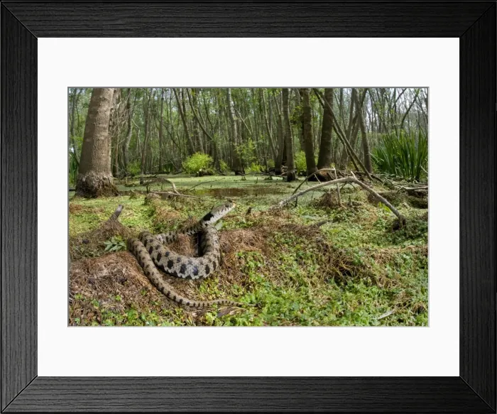 Framed Print : Grass Snake - basking in a forest hydric - Tuscany Framed Print : Grass Snake - basking in a forest hydric - Tuscany