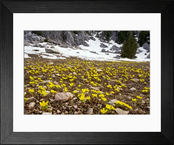 Framed Print : Winter Aconite - in the large-flowered form known as Eranthis cilicicus, at the snow-line in the Taurus Mountains, Turkey Framed Print : Winter Aconite - in the large-flowered form known as Eranthis cilicicus, at the snow-line in the Taurus Mountains, Turkey