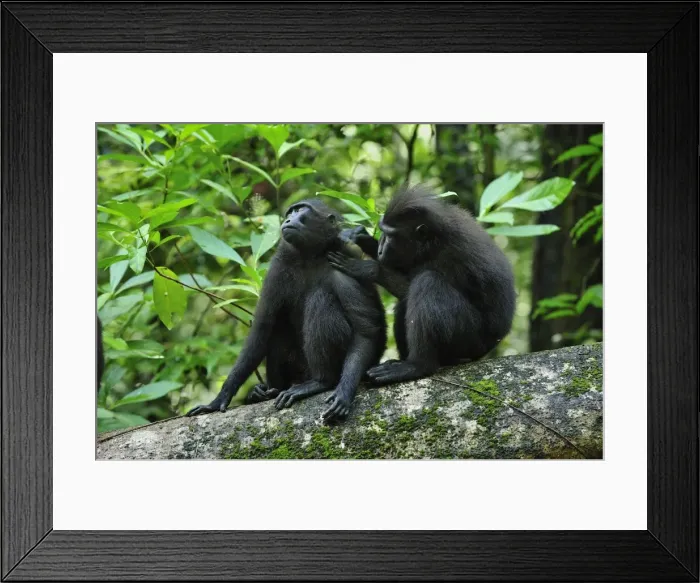 Framed Print : Celebes Crested Macaque / Crested Black Macaque / Sulawesi Crested Macaque / Black Ape - grooming - Tangkoko Nature Reserve - North Sulawesi - Indonesia Framed Print : Celebes Crested Macaque / Crested Black Macaque / Sulawesi Crested Macaque / Black Ape - grooming - Tangkoko Nature Reserve - North Sulawesi - Indonesia