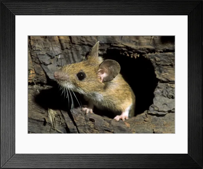 Framed Print : Wood Mouse - in hole in tree trunk Framed Print : Wood Mouse - in hole in tree trunk