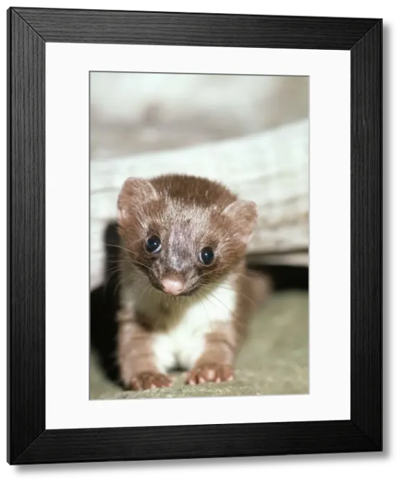 Framed Print : American / Arctic / Long tailed Weasel JS 183 Young Mustela frenata © J. Swedberg / ardea. com Framed Print : American / Arctic / Long tailed Weasel JS 183 Young Mustela frenata © J. Swedberg / ardea. com