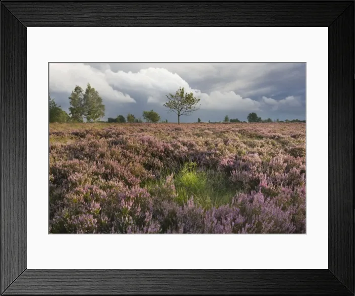 Framed Print : Heather - on moor landscape - Belgium Framed Print : Heather - on moor landscape - Belgium