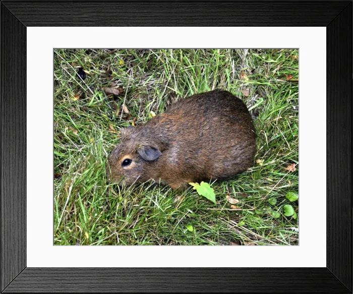 Framed Print : Cuis, the wild ancestor of the domestic Guinea Pig, Andes, South America Framed Print : Cuis, the wild ancestor of the domestic Guinea Pig, Andes, South America