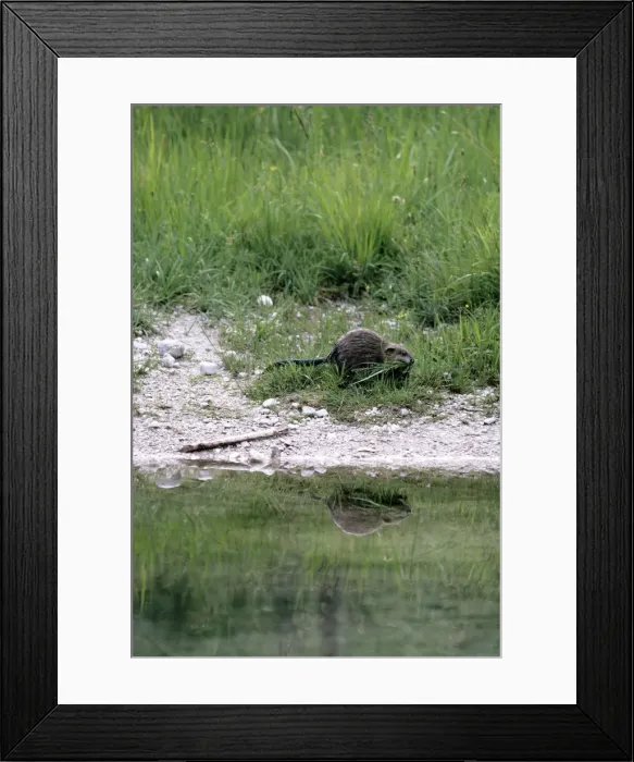 Framed Print : Muskrat - collecting grass as nesting material Framed Print : Muskrat - collecting grass as nesting material