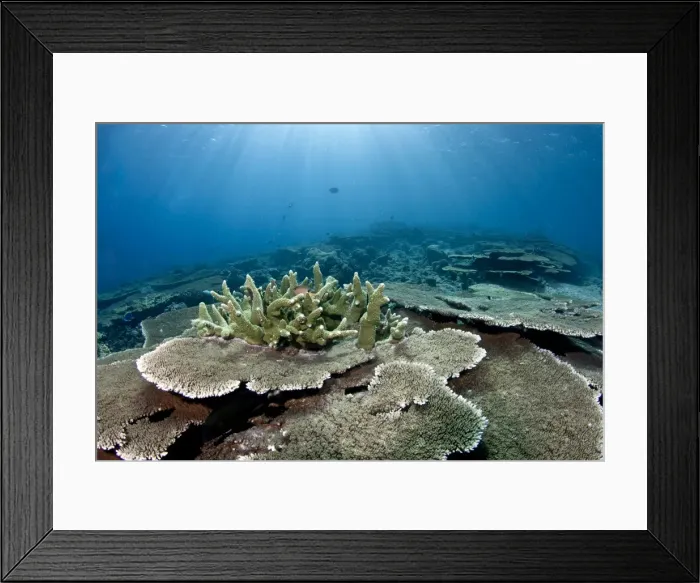 Framed Print : Table Coral Garden - Panettone - South Ari Atoll - Maldives Framed Print : Table Coral Garden - Panettone - South Ari Atoll - Maldives
