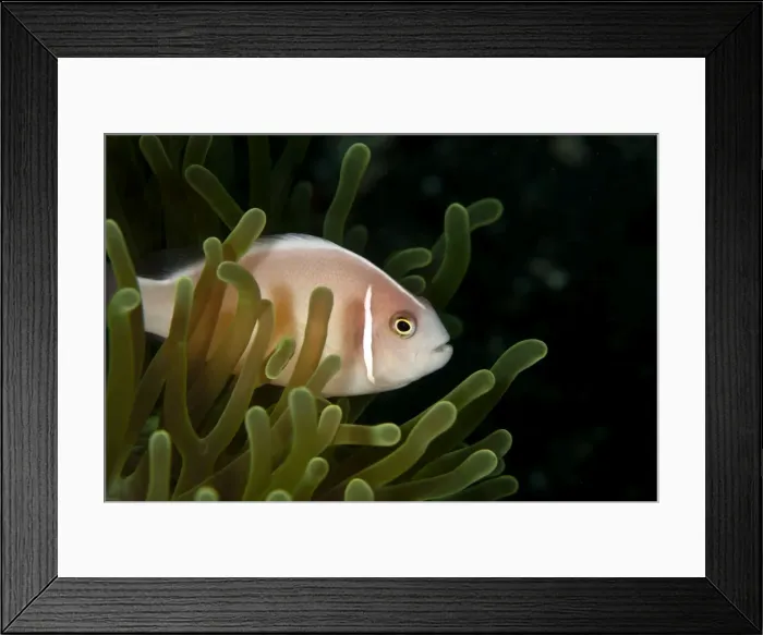 Framed Print : Pink Anemonefish - Indonesia Framed Print : Pink Anemonefish - Indonesia
