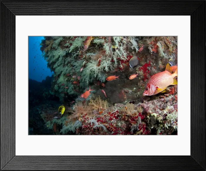 Framed Print : Racoon Butterflyfish - Blotcheye Soldierfish - Reticulated Butterflyfish and Giant Squirrelfish - Maldives Framed Print : Racoon Butterflyfish - Blotcheye Soldierfish - Reticulated Butterflyfish and Giant Squirrelfish - Maldives
