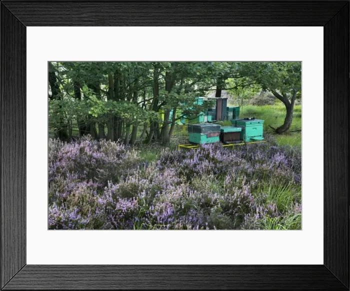 Framed Print : Heather - with Apiculture shown in background Framed Print : Heather - with Apiculture shown in background