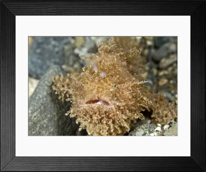 Framed Print : Hairy Frogfish - Indonesia