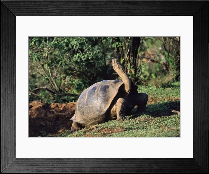 Framed Print : Galapagos Giant Tortoise - stretching grooming stance; Isabella Island AU-670 Framed Print : Galapagos Giant Tortoise - stretching grooming stance; Isabella Island AU-670