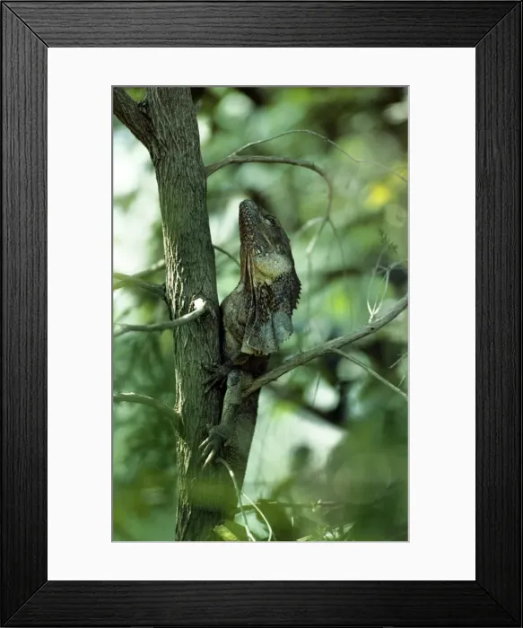 Framed Print : Frilled Lizard - N. T. Australia Framed Print : Frilled Lizard - N. T. Australia