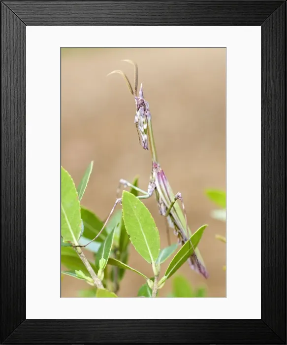Framed Print : Cone-head Mantis - adult male - Tuscany - Italy Framed Print : Cone-head Mantis - adult male - Tuscany - Italy