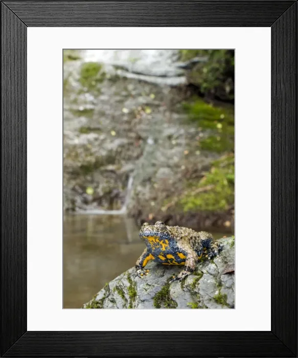 Framed Print : Apennine yellow-bellied toad - in habitat - endagered italian species - Central Italy Framed Print : Apennine yellow-bellied toad - in habitat - endagered italian species - Central Italy