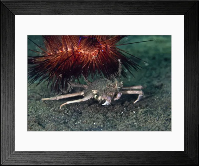 Framed Print : Sea Urchin Crab - with Urchin (Astropyga radi) - Indonesia Framed Print : Sea Urchin Crab - with Urchin (Astropyga radi) - Indonesia