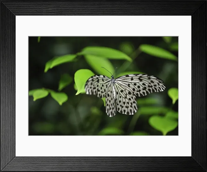 Framed Print : Paper Kite / Rice Paper butterfly - Tanjung Puting National Park - Kalimantan - Borneo - Indonesia Framed Print : Paper Kite / Rice Paper butterfly - Tanjung Puting National Park - Kalimantan - Borneo - Indonesia