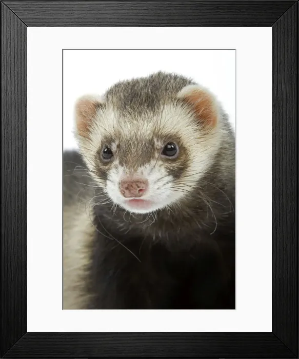 Framed Print : Ferret - in studio Framed Print : Ferret - in studio