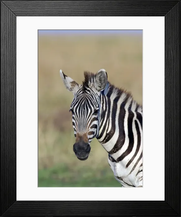 Framed Print : Burchell's Zebra Framed Print : Burchell's Zebra