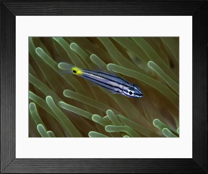 Framed Print : Orchre-striped Cardinalfish - Indonesia Framed Print : Orchre-striped Cardinalfish - Indonesia