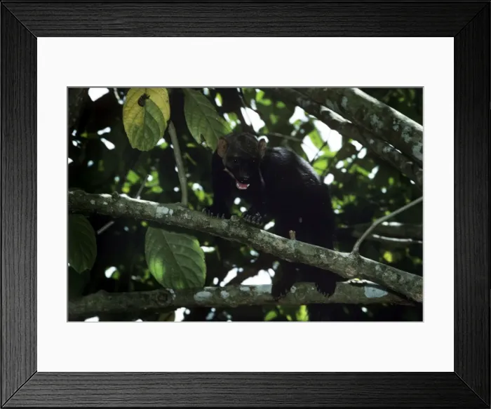 Framed Print : Tayra - male in rainforest - Guyana - South America Framed Print : Tayra - male in rainforest - Guyana - South America