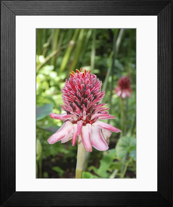 Framed Print : Pink Torch Ginger, originally from Indonesia, grown widely as an ornamental and useful plant in the tropics Framed Print : Pink Torch Ginger, originally from Indonesia, grown widely as an ornamental and useful plant in the tropics
