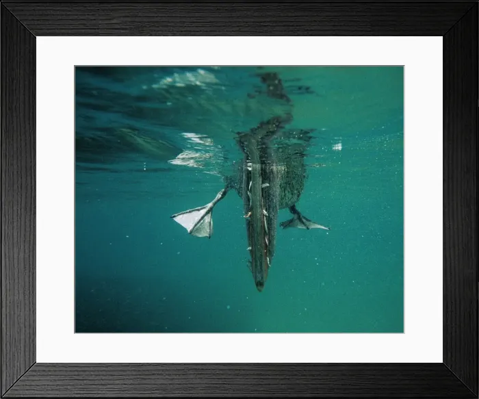 Framed Print : Brown Pelican - feeding underwater - Galapagos Islands, Ecuador AU-1686 Framed Print : Brown Pelican - feeding underwater - Galapagos Islands, Ecuador AU-1686