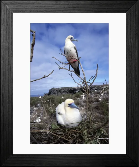 Framed Print : Red-footed Booby - at nest - Wolf Island Galapagos AU-1506 Framed Print : Red-footed Booby - at nest - Wolf Island Galapagos AU-1506