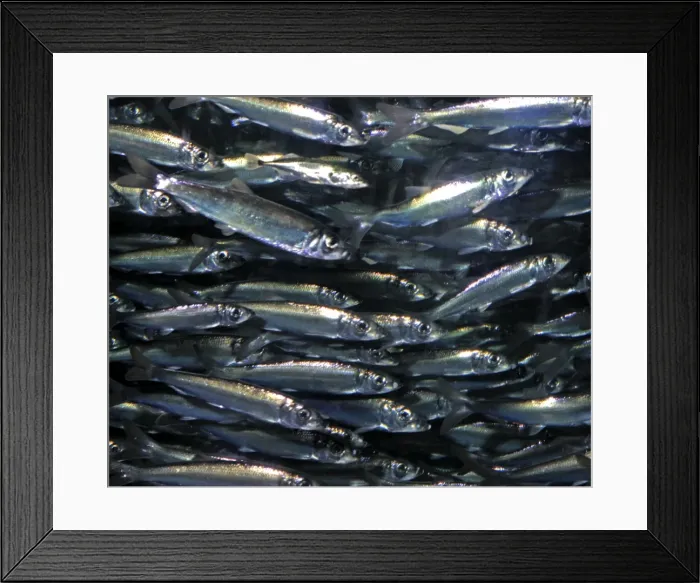 Framed Print : Herring, historically important shoaling fish, North Atlantic, North Sea and Baltic Framed Print : Herring, historically important shoaling fish, North Atlantic, North Sea and Baltic