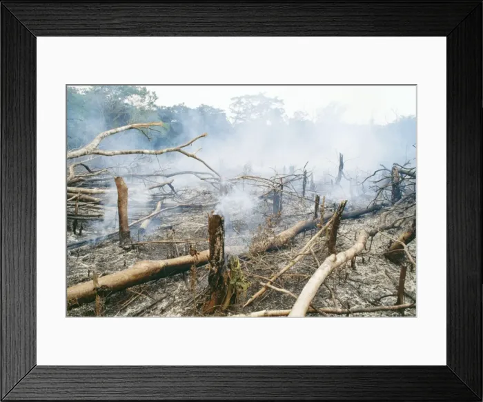 Framed Print : Deforestation - Slash & burn Gola rainforest - Sierra Leone - West Africa Framed Print : Deforestation - Slash & burn Gola rainforest - Sierra Leone - West Africa
