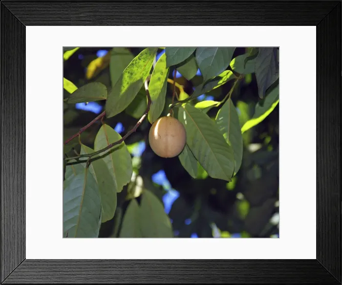 Framed Print : Nutmeg, growing in St Lucia, but widespread in the tropics, originally from the Moluccas Framed Print : Nutmeg, growing in St Lucia, but widespread in the tropics, originally from the Moluccas