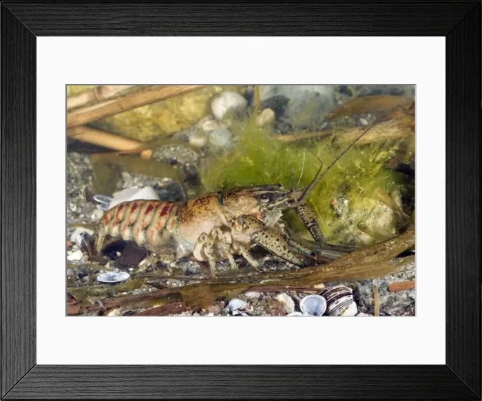Framed Print : Spiny Cheek Crayfish - in water - Lake Garda - Italy Framed Print : Spiny Cheek Crayfish - in water - Lake Garda - Italy