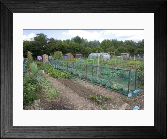 Framed Print : Cages with netting protecting cabbages - on community allotment - Bishops Cleeve - Cheltenham - UK Framed Print : Cages with netting protecting cabbages - on community allotment - Bishops Cleeve - Cheltenham - UK