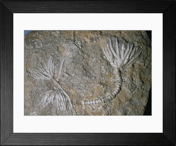 Framed Print : Fossil - crinoid Framed Print : Fossil - crinoid