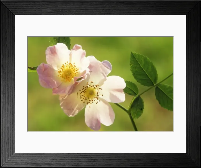 Framed Print : Dog Rose Flower ME 985 Rosa canina © Johan De Meester / ardea. com Framed Print : Dog Rose Flower ME 985 Rosa canina © Johan De Meester / ardea. com