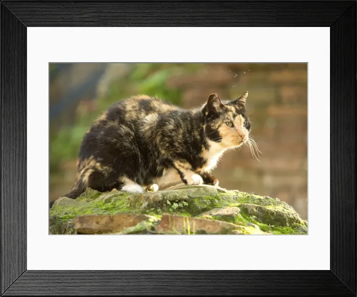 Framed Print : Cat - on stone wall - Rome - Italy Framed Print : Cat - on stone wall - Rome - Italy