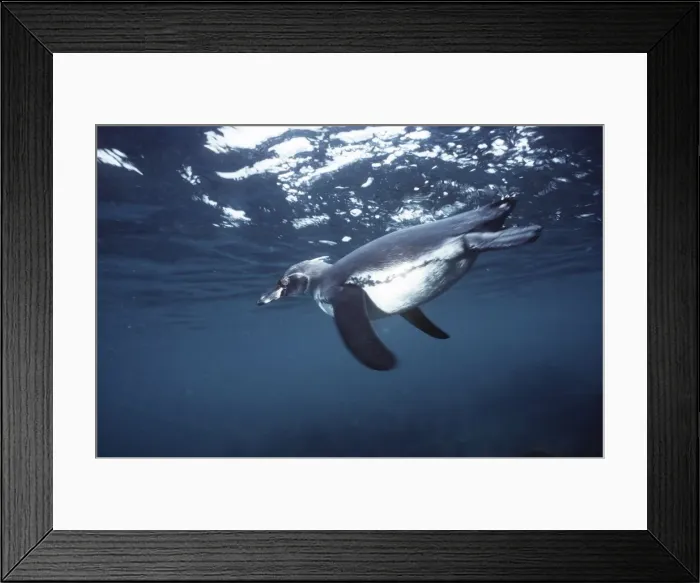 Framed Print : Galapagos Penguin - swimming underwater - Bartholemew Island AU-794 Framed Print : Galapagos Penguin - swimming underwater - Bartholemew Island AU-794