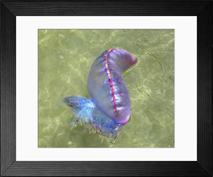 Framed Print : Portuguese Man o War - floating at sea off Tobago - West Indies Framed Print : Portuguese Man o War - floating at sea off Tobago - West Indies
