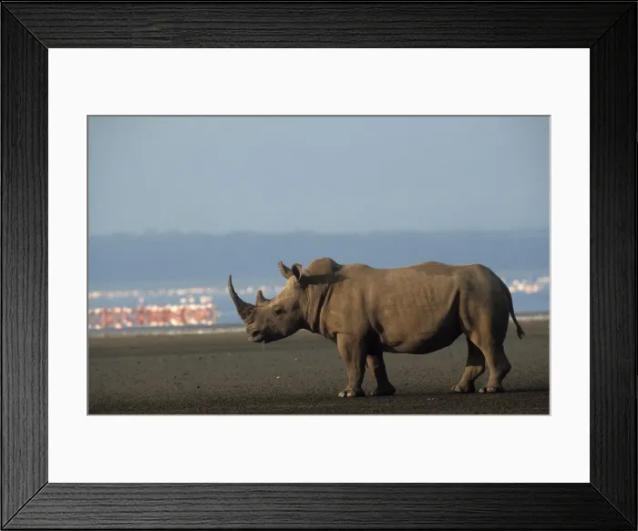 Framed Print : White Rhinoceros Framed Print : White Rhinoceros