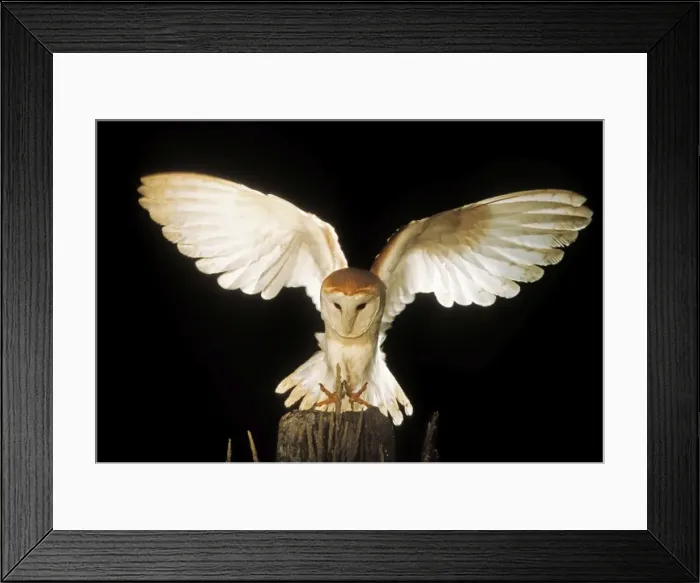 Framed Print : Barn Owl ME 1049 Landing Tyto alba © Johan De Meester / ardea. com Framed Print : Barn Owl ME 1049 Landing Tyto alba © Johan De Meester / ardea. com