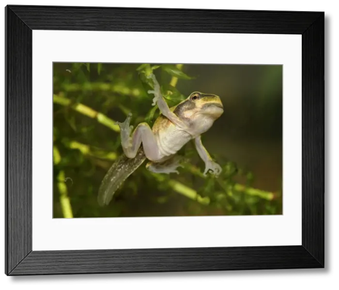 Framed Print : European Treefrog - between tadpole and frog - Switzerland Framed Print : European Treefrog - between tadpole and frog - Switzerland