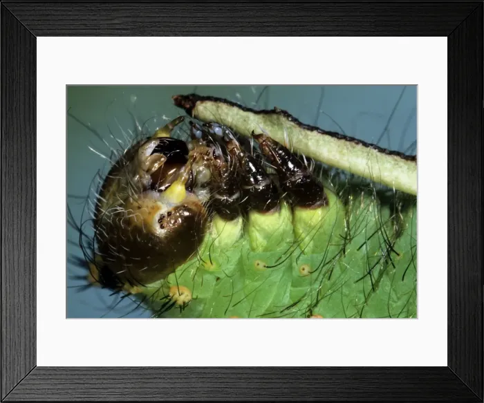 Framed Print : Indian Moon Moth Caterpillar - feeding Framed Print : Indian Moon Moth Caterpillar - feeding