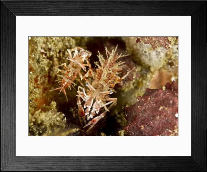 Framed Print : Two Spiny Tiger Shrimps - Indonesia Framed Print : Two Spiny Tiger Shrimps - Indonesia