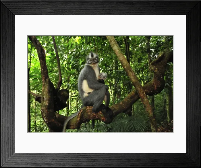 Framed Print : Thomas's Langur / Thomas's Leaf Monkey - mother with baby - Gunung Leuser National Park - Northern Sumatra - Indonesia Framed Print : Thomas's Langur / Thomas's Leaf Monkey - mother with baby - Gunung Leuser National Park - Northern Sumatra - Indonesia