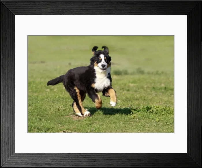 Framed Print : Dog - Bernese Mountain Dog