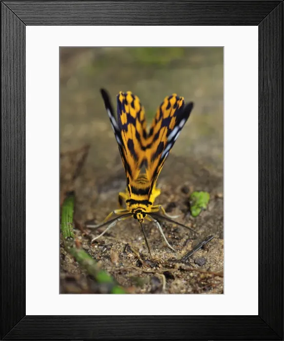 Framed Print : False Tiger Moth - day flying moth - Gunung Leuser National Park - Northern Sumatra - Indonesia Framed Print : False Tiger Moth - day flying moth - Gunung Leuser National Park - Northern Sumatra - Indonesia