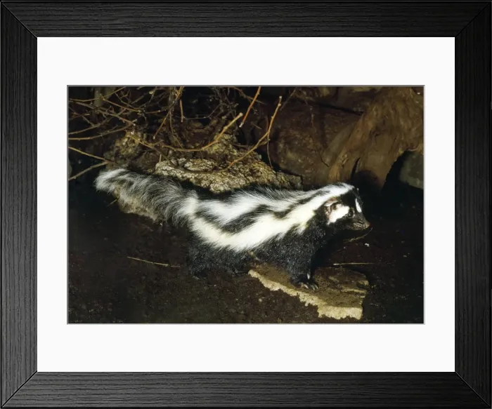 Framed Print : Zorilla. LB-1388. Zorilla / Striped Polecat. Ictonyx striatus. Ian Beames. Framed Print : Zorilla. LB-1388. Zorilla / Striped Polecat. Ictonyx striatus. Ian Beames.